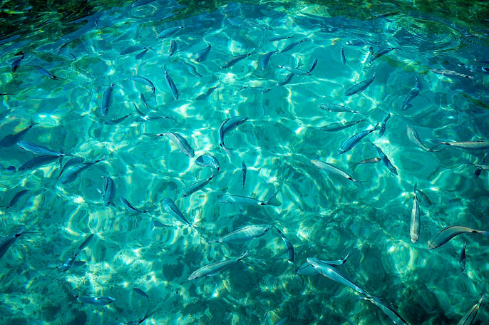 turquoise water and fish