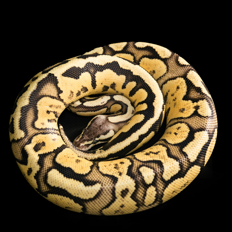 Is My Ball Python a Male or Female?