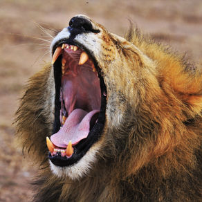 Roar!