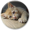 for web home page cat.png