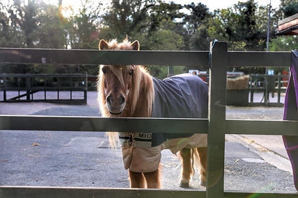 A stylish pony in a blanket coat,leaning casually on a fence like it's waiting for its oat milk latte!