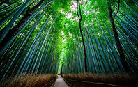 La-foret-de-bambous-de-Sagano-ou-bambouseraie-de-Arashiyama-a-Kyoto-1.jpg