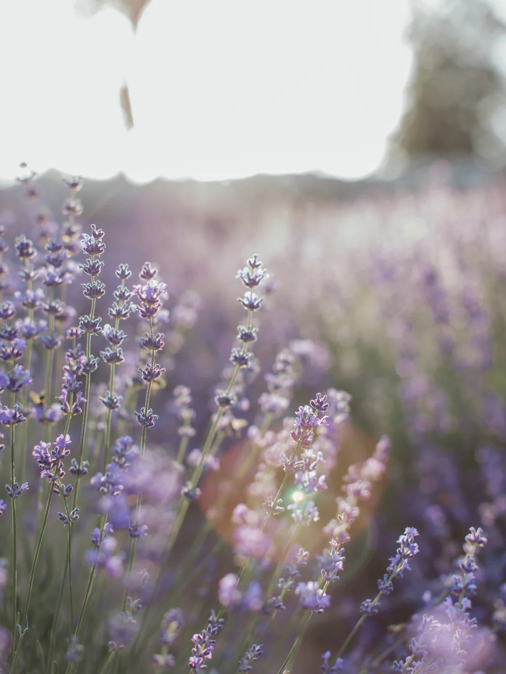 lavande douleurs anti-inflammatoire