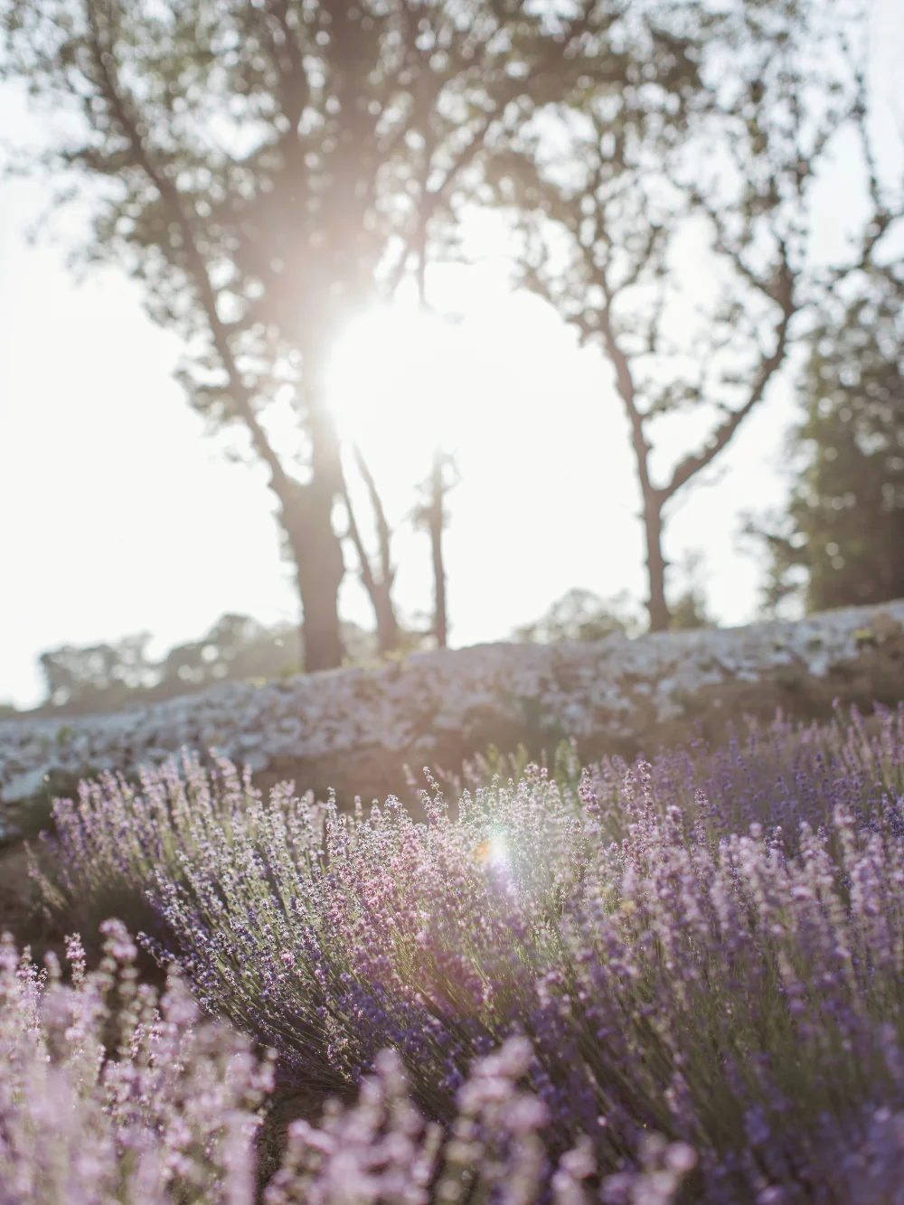 lavande digestion antispasmodique