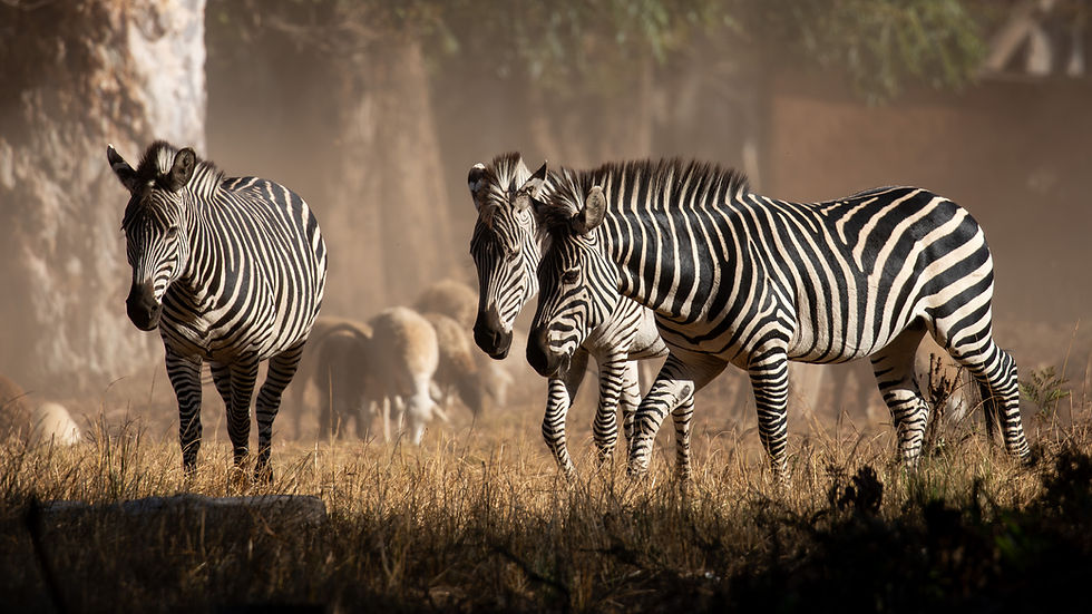 Zebra 002.jpg