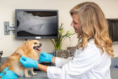 Exame-radiologia-veterinaria.jpeg