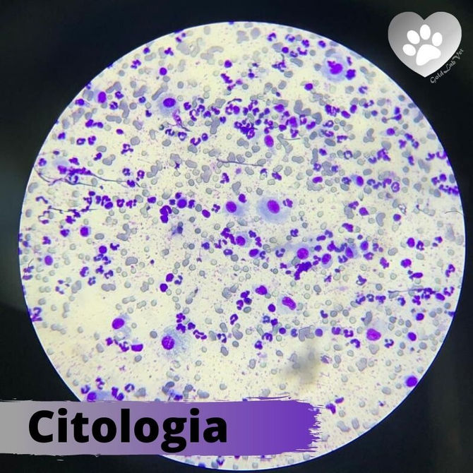 Citologia