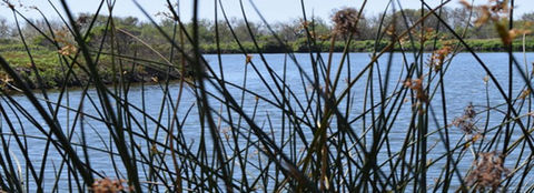 ventura wildlife ponds.jpeg