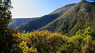 Bosque esclerófilo