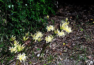 Z50_3020.JPG