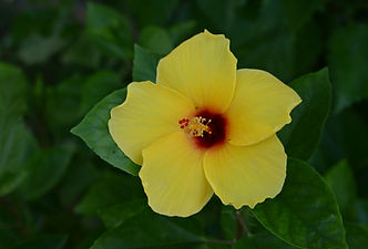 Z50_2726.JPG