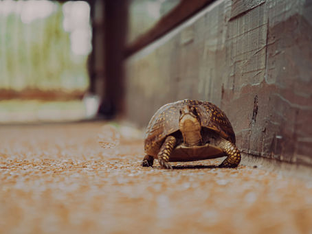 turtle, slow