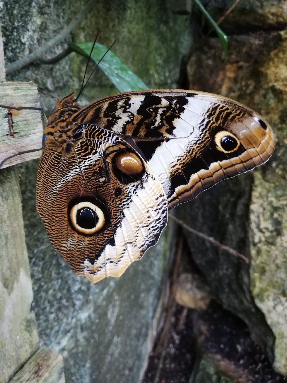 Caligo atreus