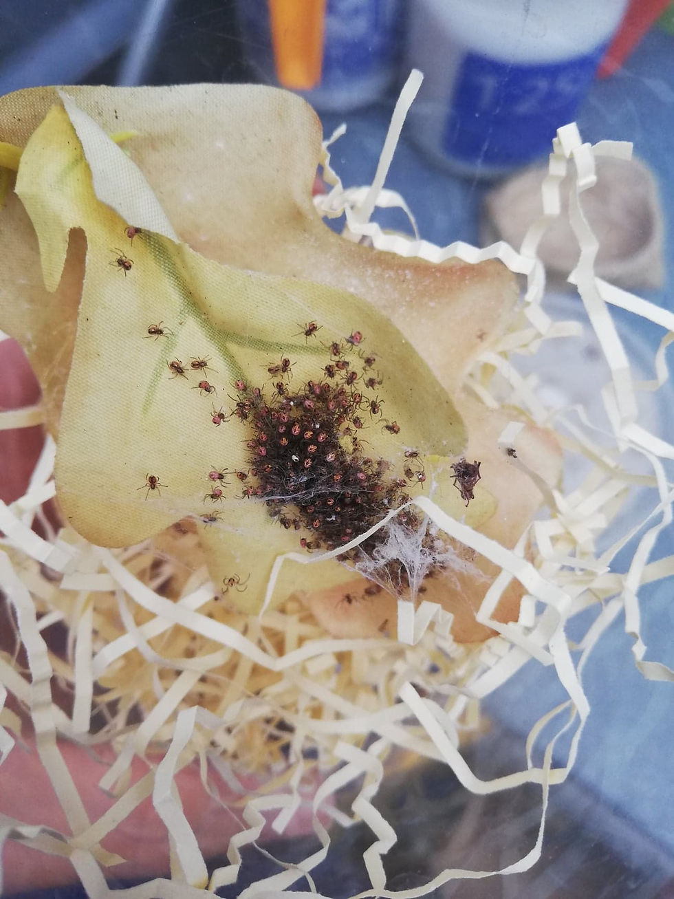 Thumbnail: Nephila madagascariensis spiderlings 2-4cm leg span