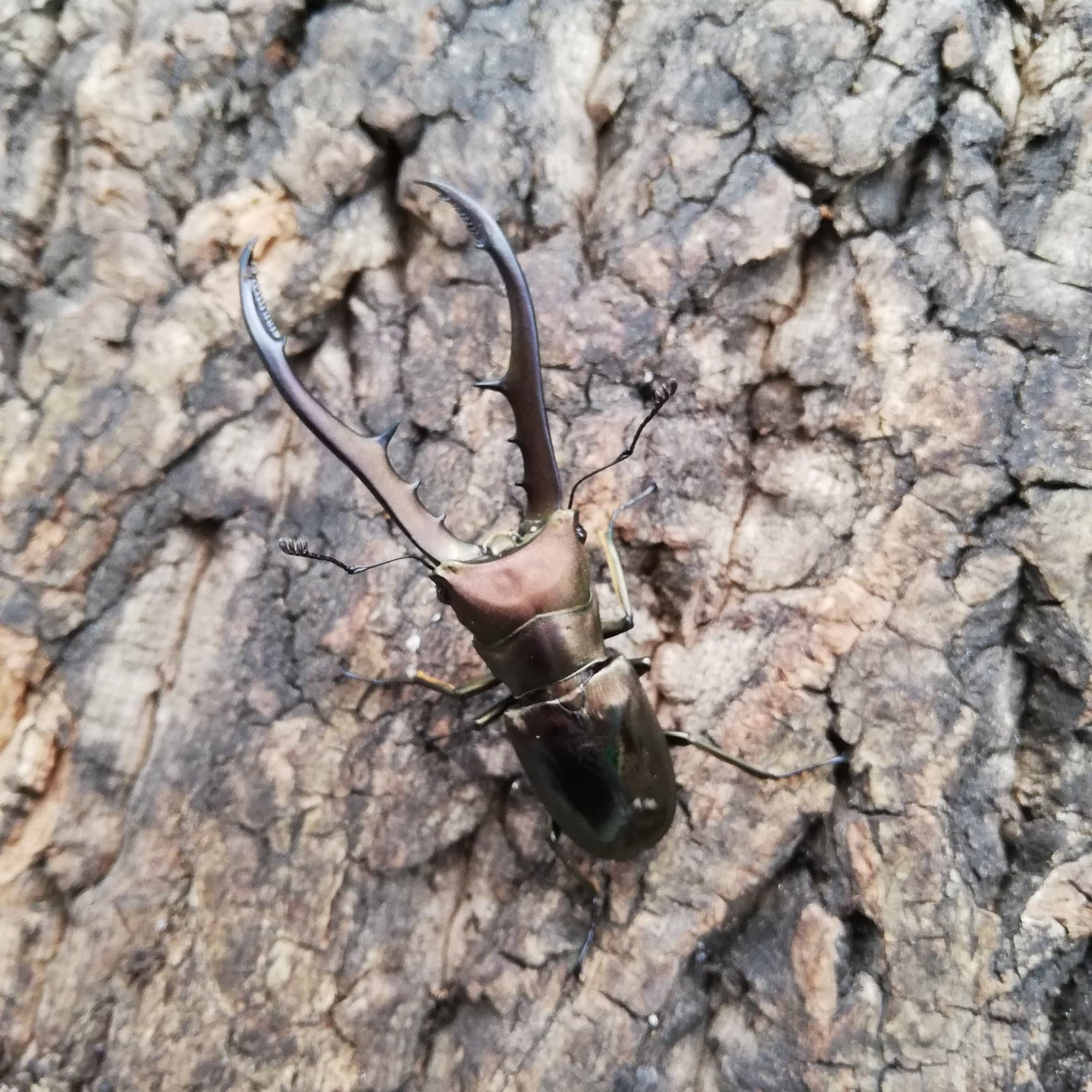 Cyclommatus metallifer