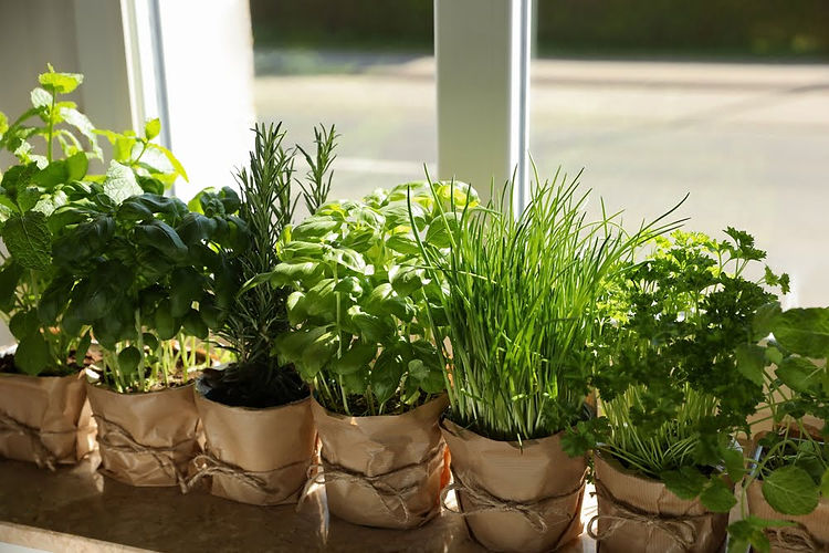 potted-herbs.jpg