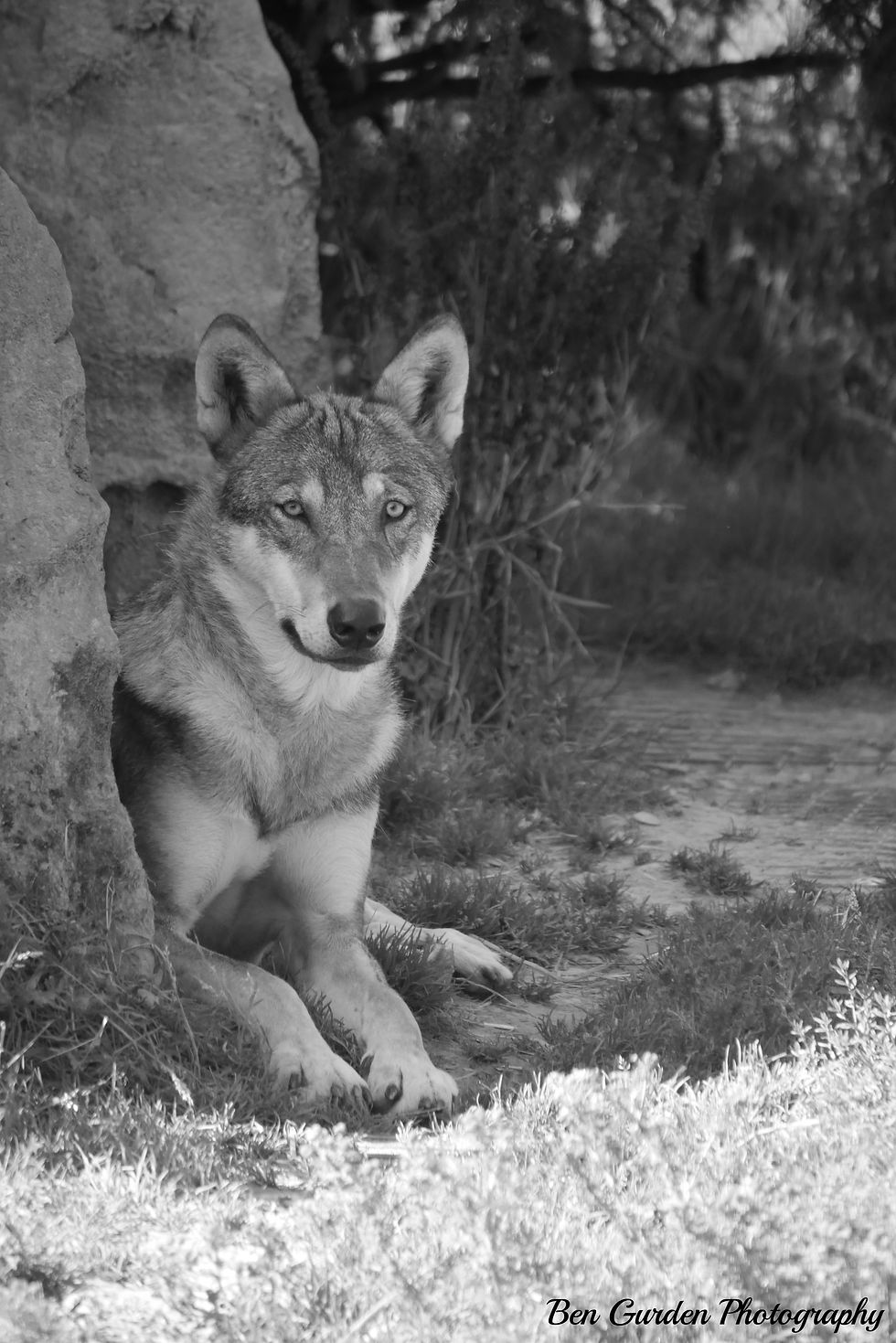 Eurasian Wolf (Exmoor Zoo)