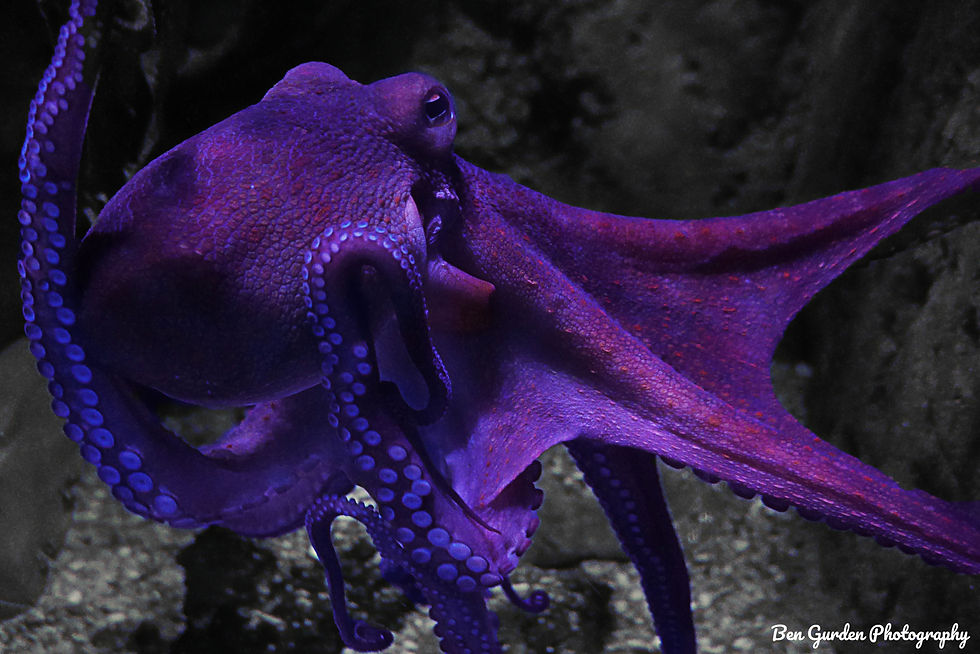 octopus