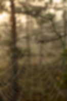 spiderweb-6863482_1280.jpg