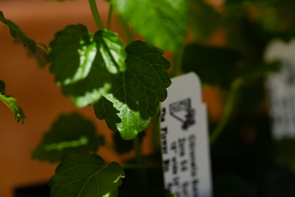 Mosquito Repelling Plants and Herbs, Backyard Coloradoshelliquattlebaumphotography (17 of 36)