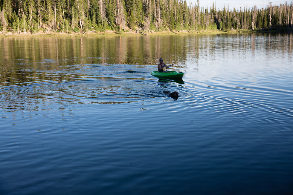 Can you spy a lab that was told to go back to that camp ground?