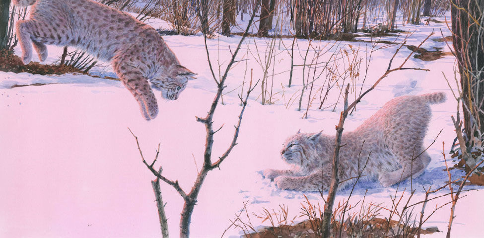 Bobcat Prowling