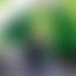 A bride being carried over her groom's shoulder through the gardens exposes his underwear at Brig o' Doon House Hotel. The Auld Brig can be seen in the background