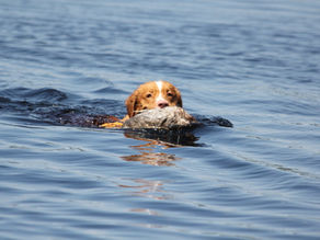 The Toller Temperament