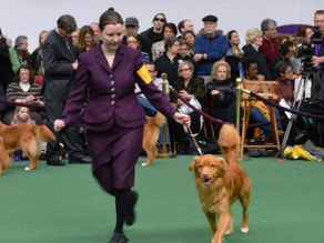 A Beginner’s Guide to Dog Shows