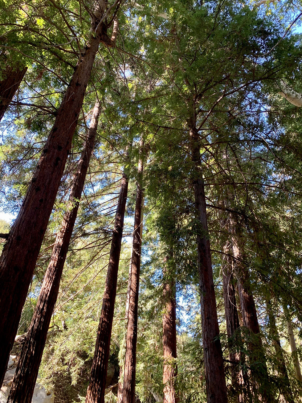 Random SB pic of the Douglas Family Reserve. One of Kuma and Wrigley's favorite spots.