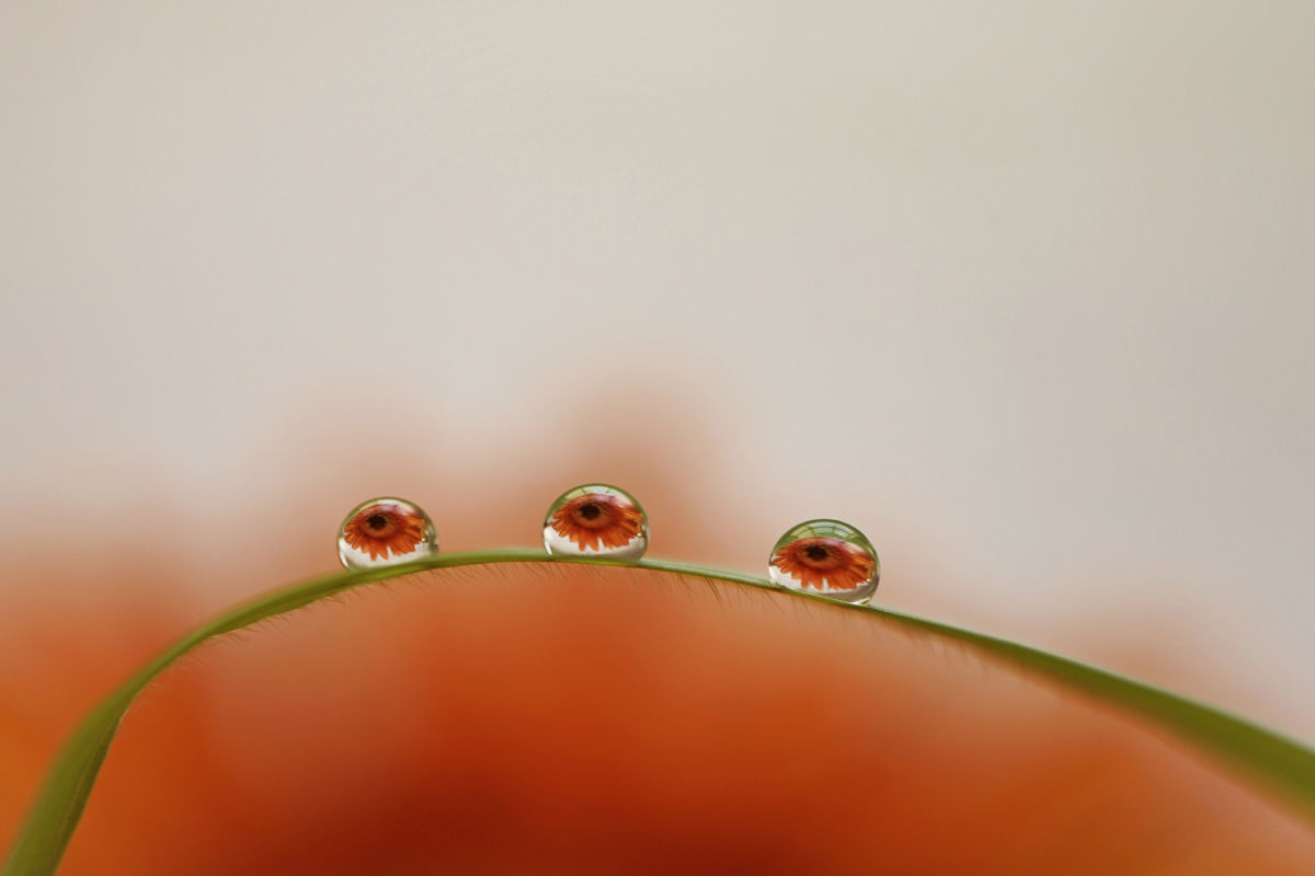Vuarnesson_Marjolaine_05_Red Family