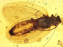 A moth lacewing (Ithonidae) in Burmite (Burmese Amber, Kachin/Myanmar), Cretaceous Period.