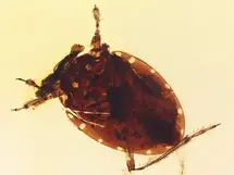 Gelastocoridae in Burmite (Burmese Amber, Kachin/Myanmar), Cretaceous Period.