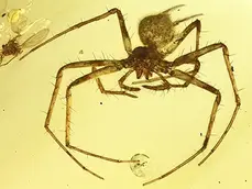 Two-tailed spider in Burmite (Burmese Amber, Kachin/Myanmar), Cretaceous Period. in Burmite (Burmese Amber, Kachin/Myanmar), Cretaceous Period.