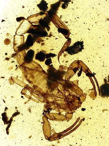 Buthidae †Betaburmesebuthus