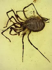 Harvestman in Burmite (Burmese Amber, Kachin/Myanmar), Cretaceous Period. in Burmite (Burmese Amber, Kachin/Myanmar), Cretaceous Period.