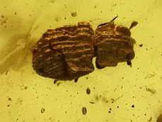 Lepiceridae in Burmite (Burmese Amber, Kachin/Myanmar), Cretaceous Period. in Burmite (Burmese Amber, Kachin/Myanmar), Cretaceous Period.