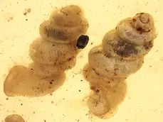 Land snail shells  in Burmite (Burmese Amber, Kachin/Myanmar), Cretaceous Period. in Burmite (Burmese Amber, Kachin/Myanmar), Cretaceous Period.