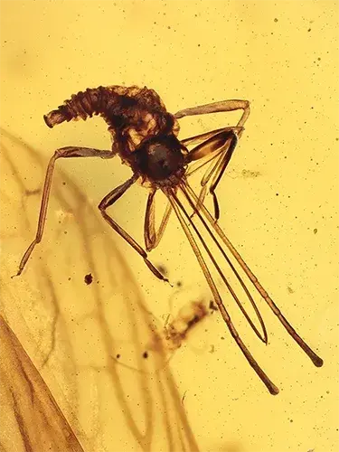 Neuroptera