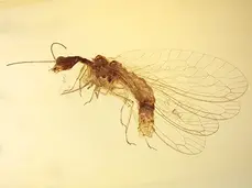 Male snakefly in Burmite (Burmese Amber, Kachin/Myanmar), Cretaceous Period. in Burmite (Burmese Amber, Kachin/Myanmar), Cretaceous Period.