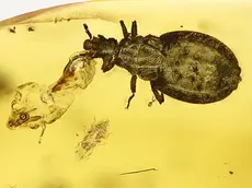 Flat bug with exuvia in Burmite (Burmese Amber, Kachin/Myanmar), Cretaceous Period. in Burmite (Burmese Amber, Kachin/Myanmar), Cretaceous Period.