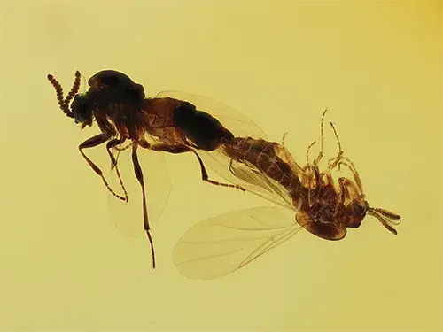 Scatopsidae