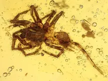 Dipluridae in Burmite (Burmese Amber, Kachin/Myanmar), Cretaceous Period.