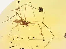 Psilodercidae †Priscaleclercera sp. ♂ in Burmite (Burmese Amber, Kachin/Myanmar), Cretaceous Period. in Burmite (Burmese Amber, Kachin/Myanmar), Cretaceous Period.