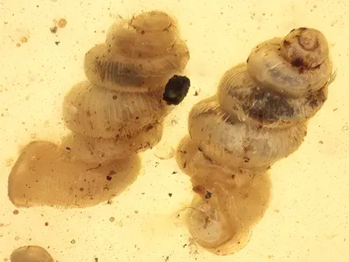 Diplommatinidae †Euthema naggsi