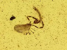 Cheiridiidae (pseudoscorpion with prey) in Kachin amber (Burmese amber), Myanmar, Cretaceous Period.