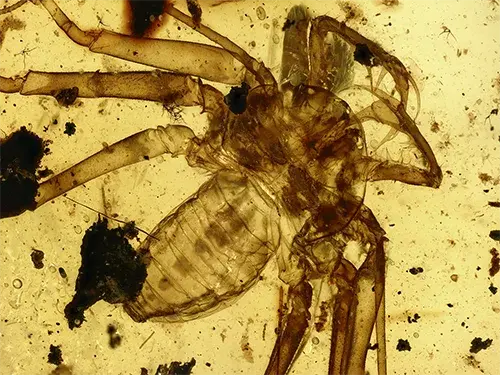 Amblypygi