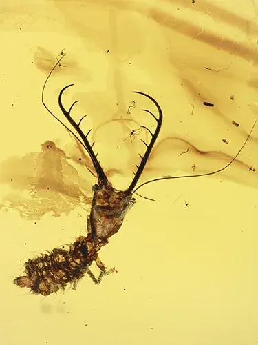 Myrmeleontiformia †Cladofer huangi