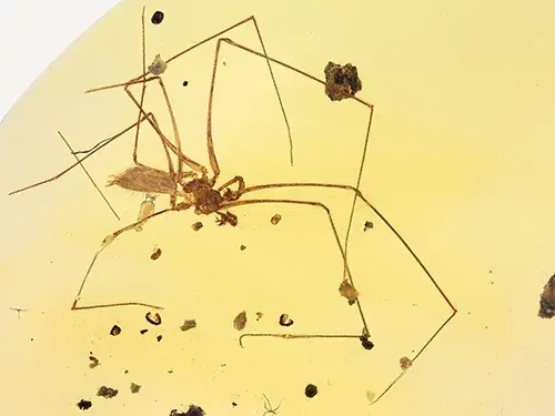 Psilodercidae †Priscaleclercera sp. ♂