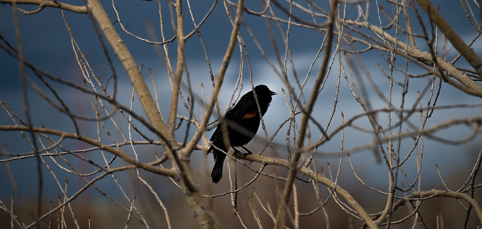 Hirundo therapy & counseling Boulder and Lafayetteschedule 20 minute free consultaition